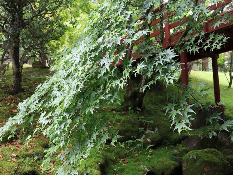 Yumoto Ueyama Ryokan Химеджи Екстериор снимка